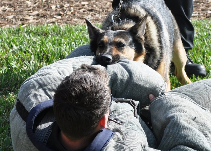 DSC_00652.jpg - Jupiter Police Department K9 unit exhibition.