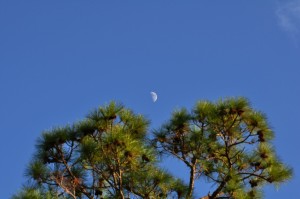 Moon Rise Over the Trees 02