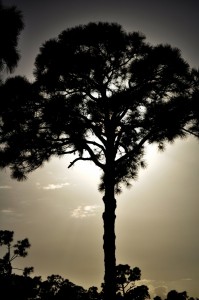 Sunset Over the Trees